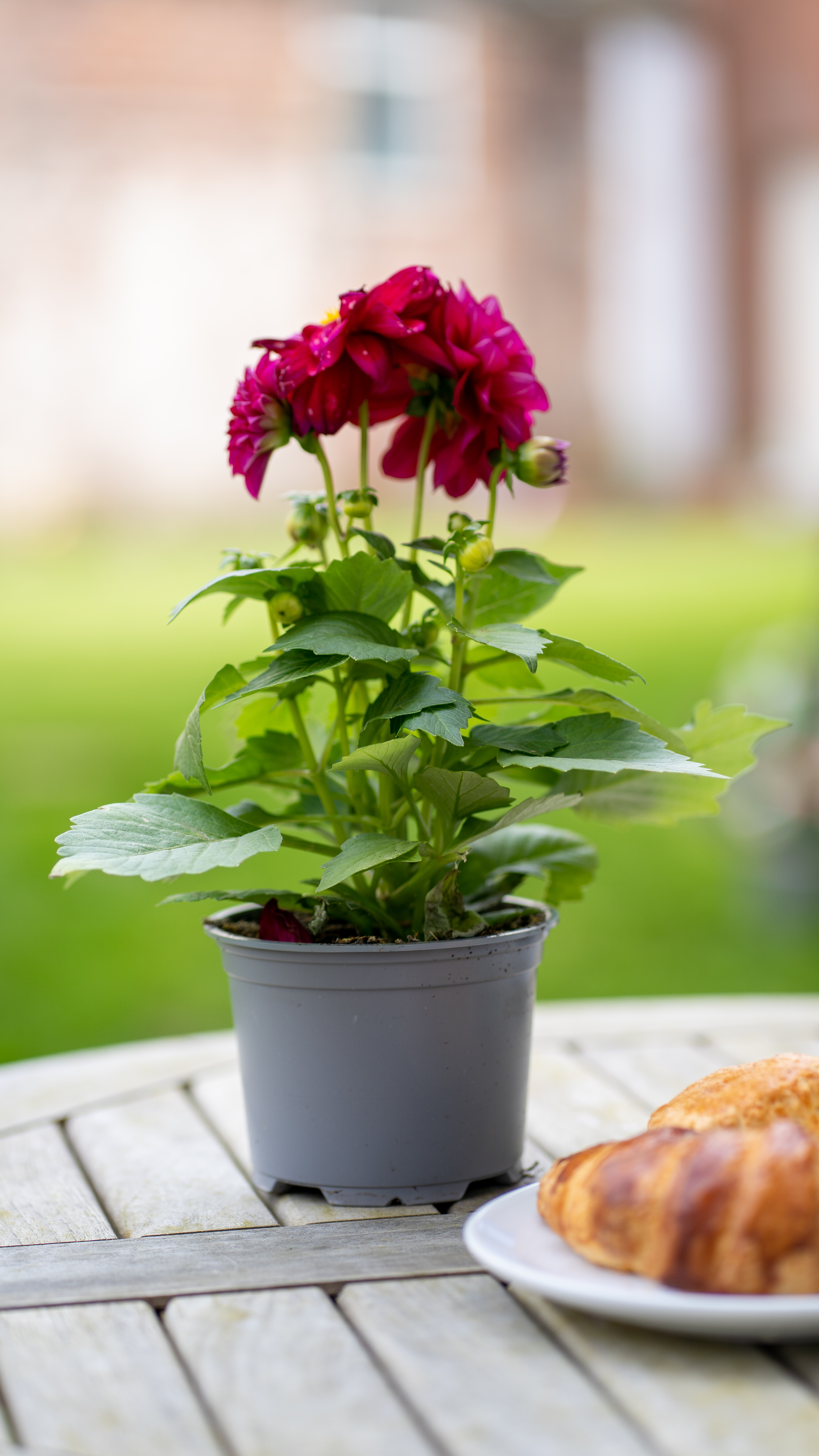 Greensleeves Care - Image 39