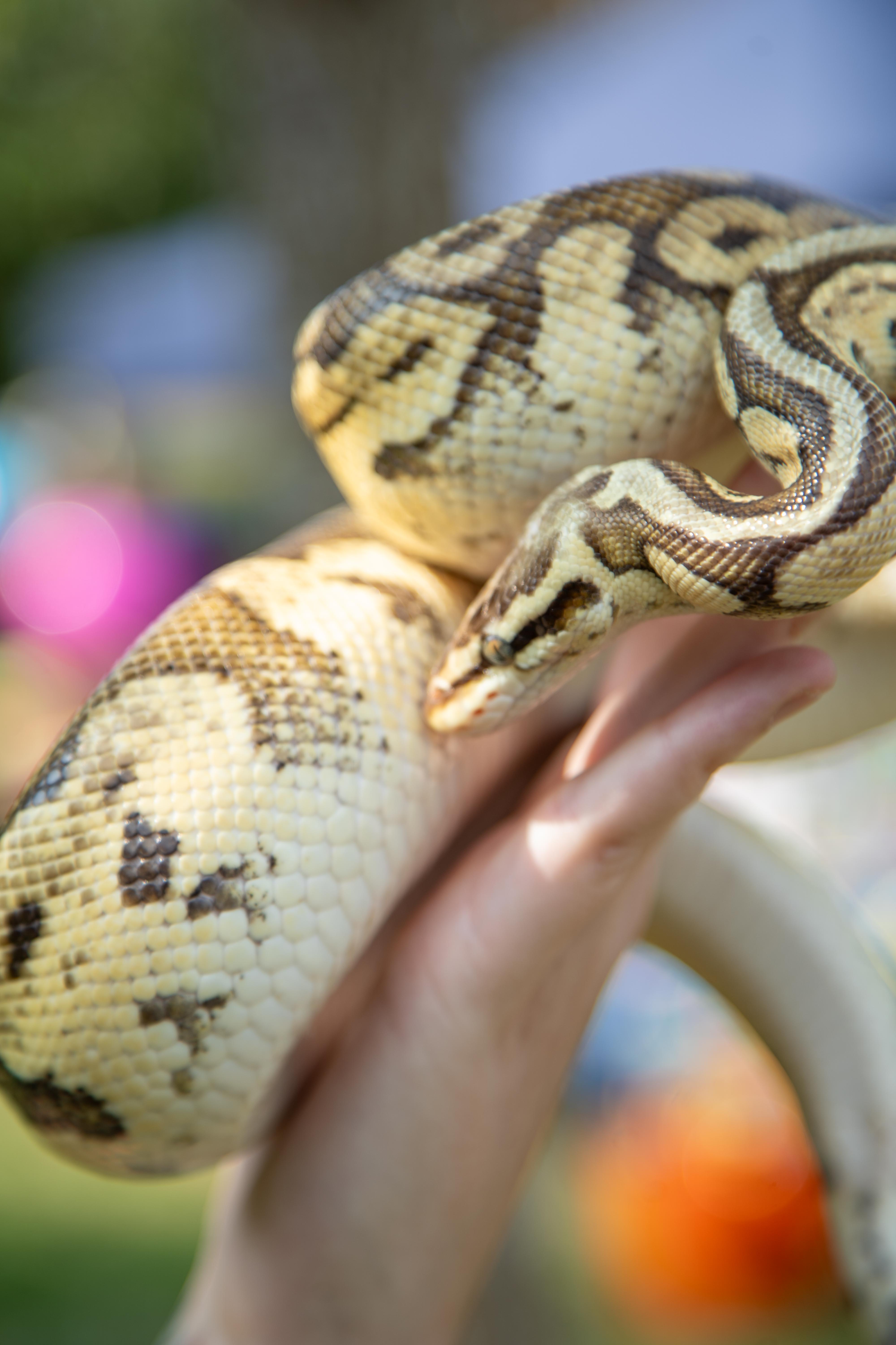 Furry and Scaly Friends - Image 8