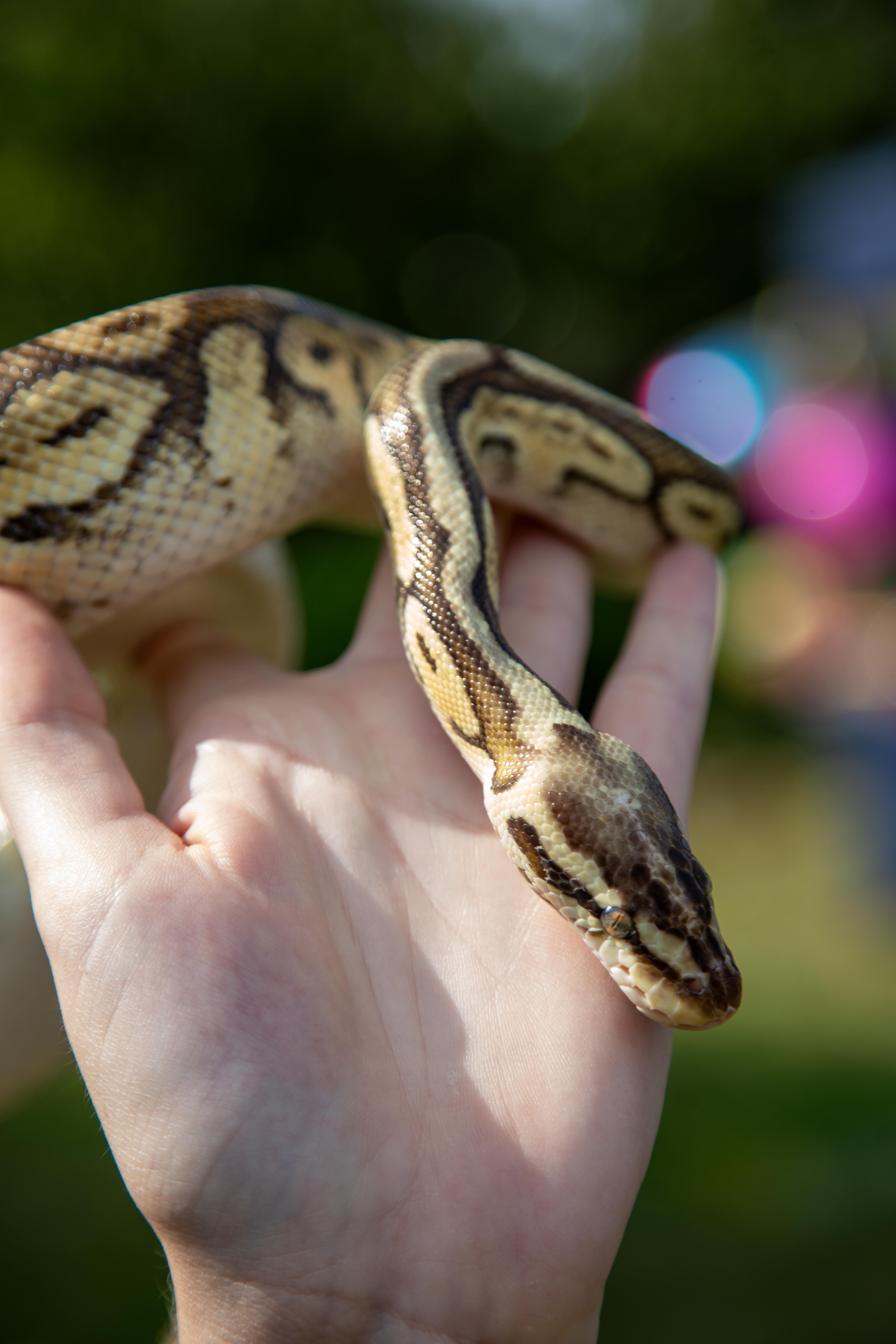 Furry and Scaly Friends - Image 10