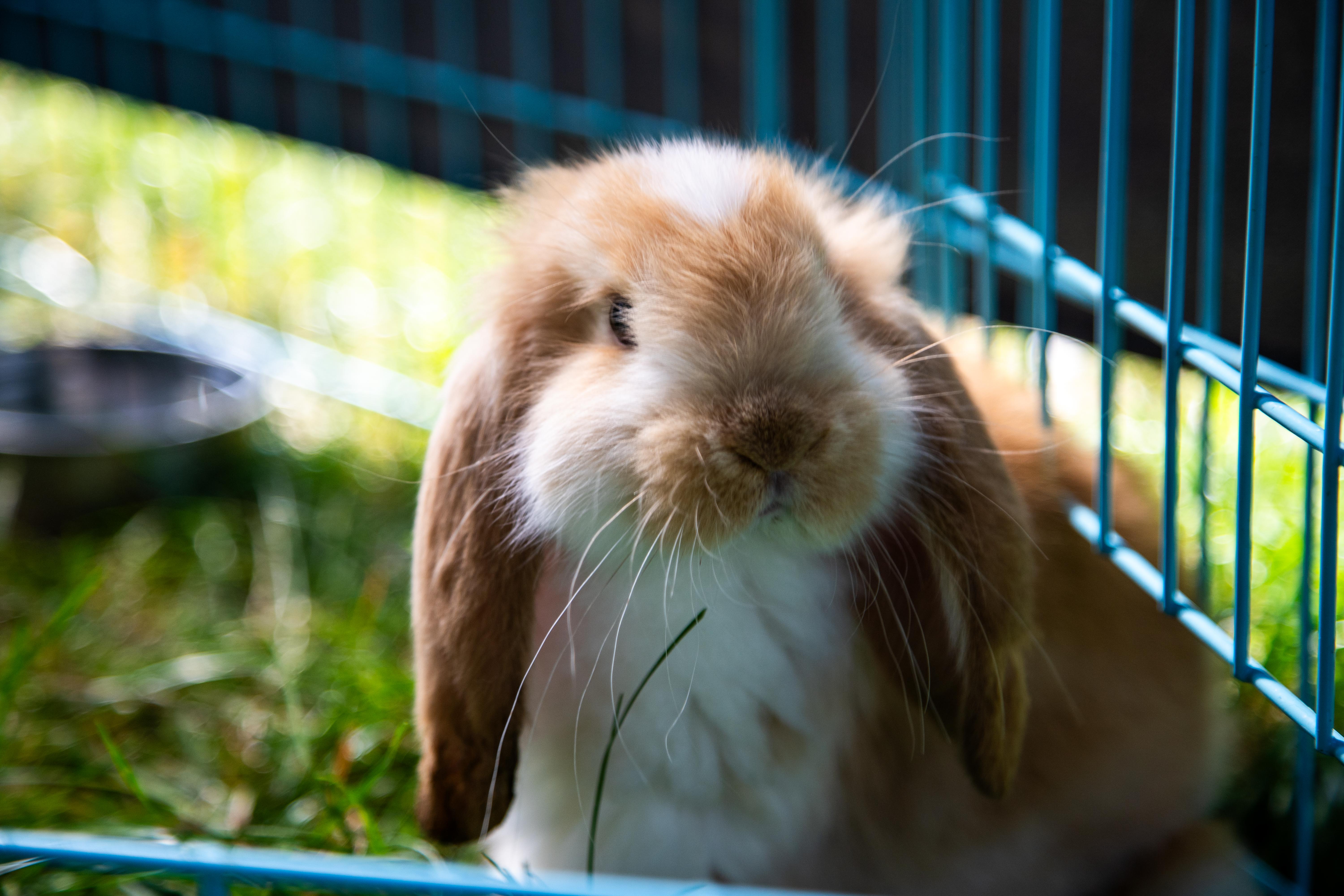 Furry and Scaly Friends - Image 15