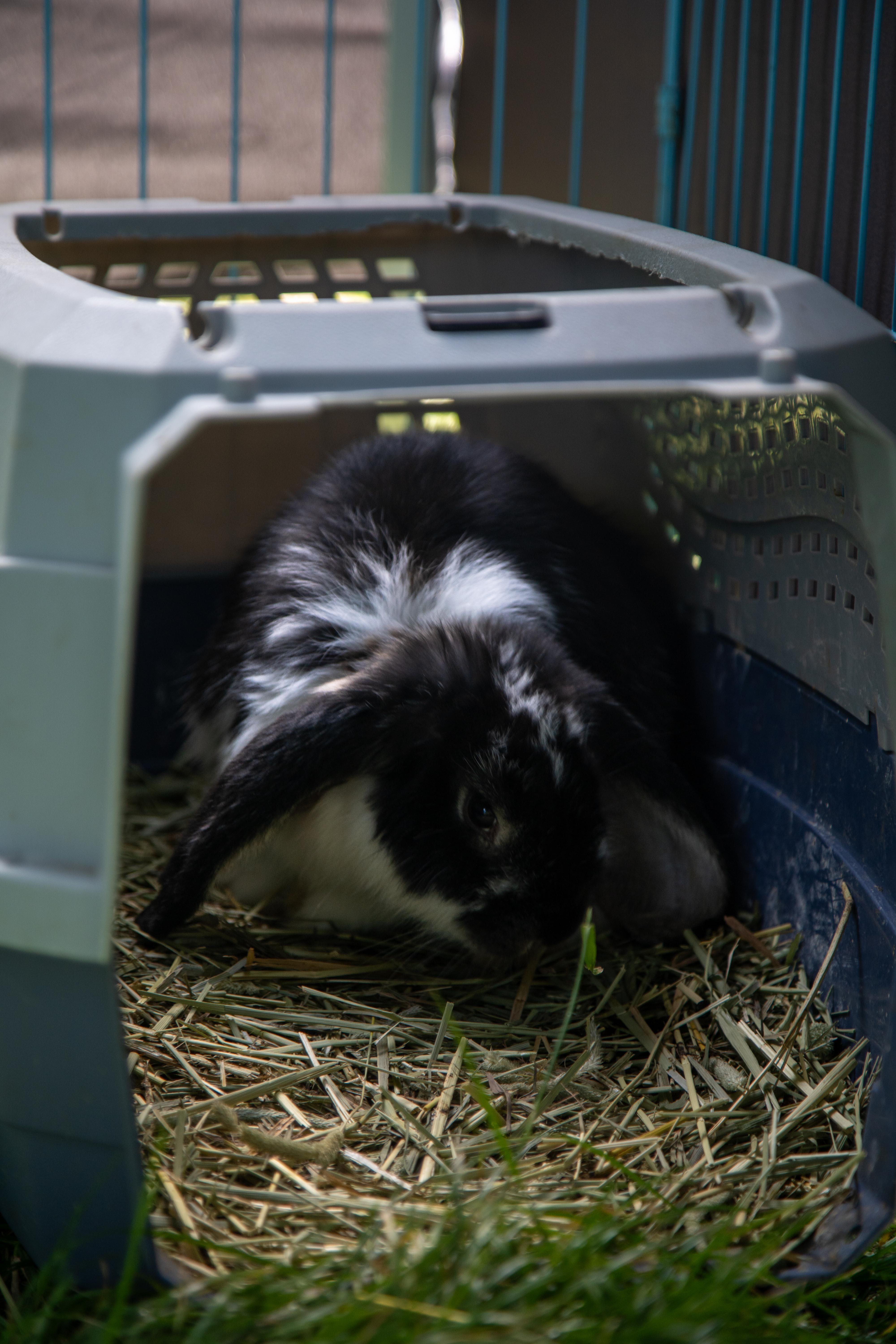 Furry and Scaly Friends - Image 16