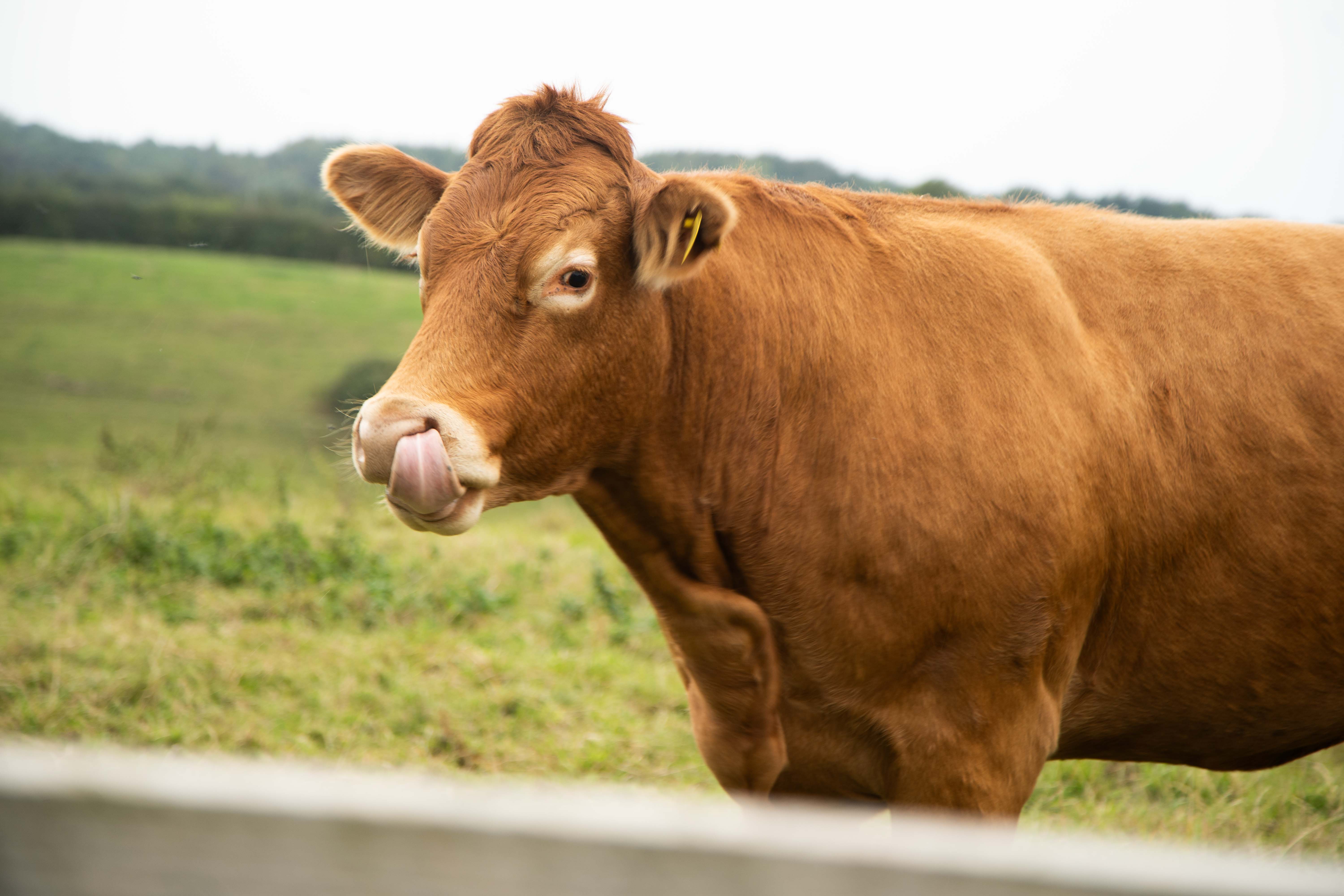 Carli & Florin wedding photo 77