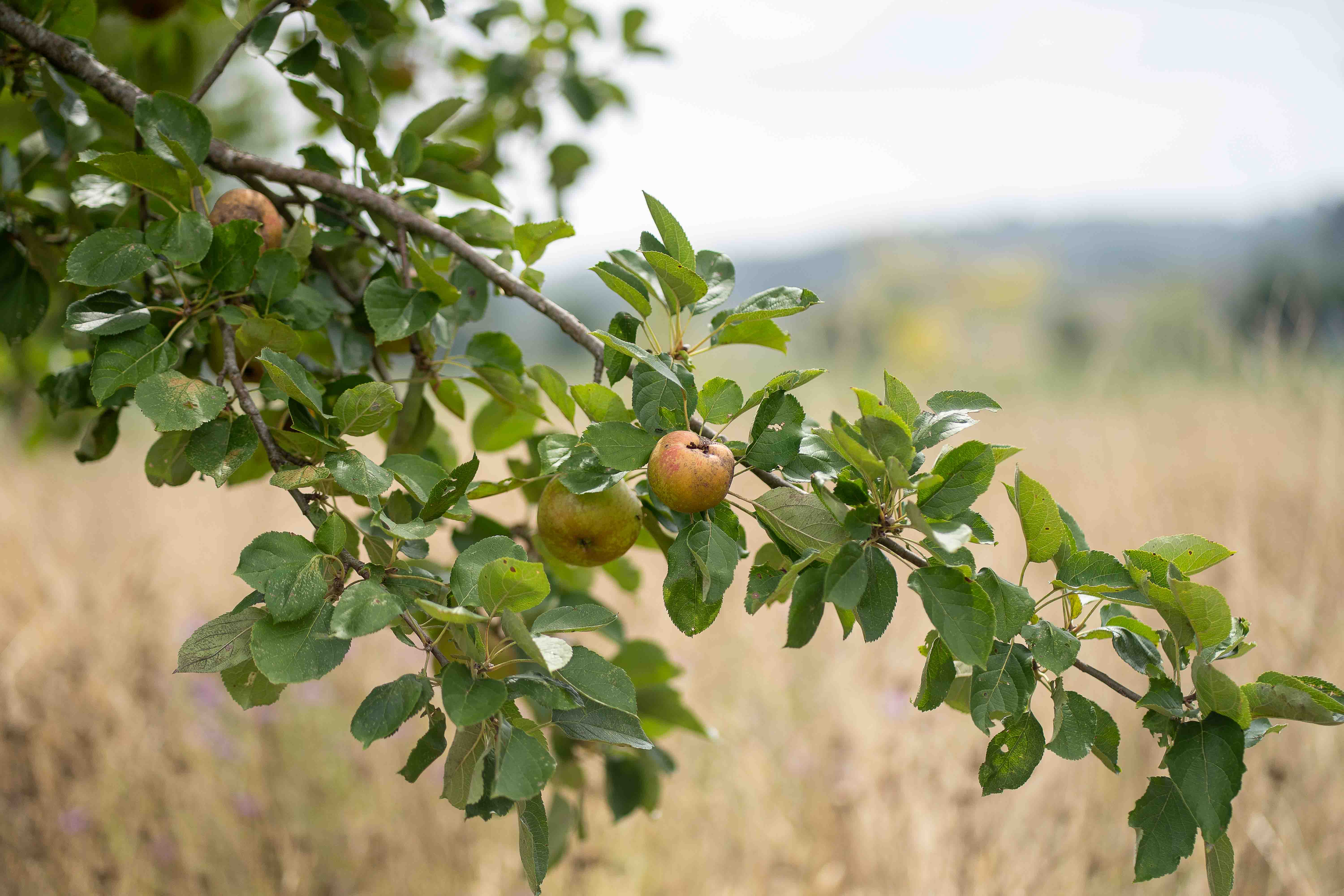 Gary & Micia wedding photo 113